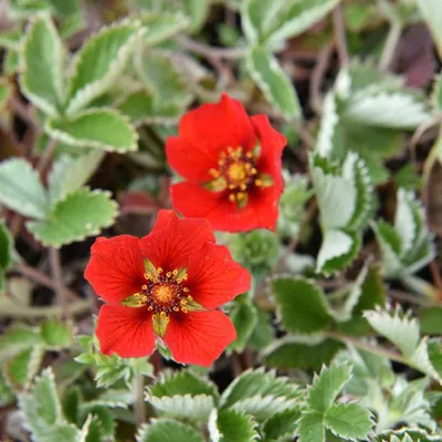 Image de 6 x Potentilla à fleurs rouges 'Mariesii' - Potentilla atrosanguinea | Pot 9cm x 9cm