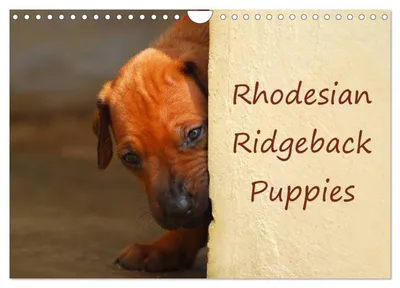 Produktbild von Rhodesian Ridgeback Puppies (Wall Calendar 2027 DIN A4 landscape), CALVENDO 12 Month Wall Calendar