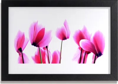 Produktbild von Bild 30x20 MDF-Rahmen Wandkunst Blumen Pflanzen