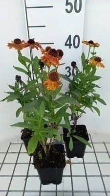 Produktbild von 6 x Helenium hybr. 'Mardi Gras'® - Sonnenbraut - Topf 9 x 9 cm