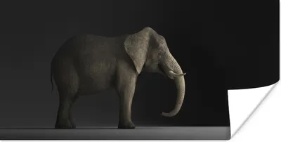 Produktbild von MuchoWow® Poster Elefant - Tiere - Licht 40x20 cm