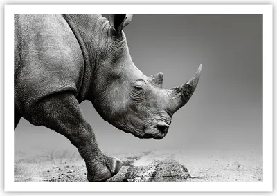 Produktbild von Poster - Poster ohne Rahmen - Nashorn Monochrom Tier - 100x70 cm - Wand Bild - Wanddeko - Wandbilder - Kunstposter - Wandposter - Bilder - Kunstdruck - Wanddekoration - Wandbild - P2XAA100x70-4954