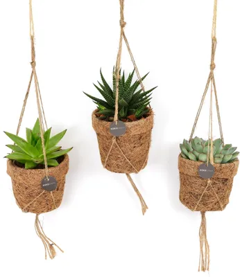 Zdjęcie produktu dla Zestaw 3 mini-sukulenty Kokopot String, srednica 10cm, latwe w pielegnacji 15cm