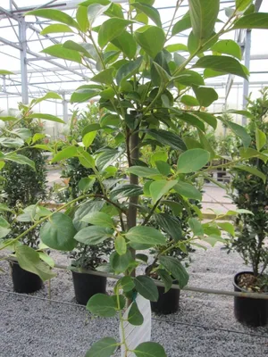 Produktbild von Kakibaum Vaniglia - Sharonfrüchte - Kaki Diospyros Vaniglia - Hochstamm