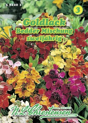 Immagine prodotto di Miscela Goldlack Bedder | Semi di fiori di N.L. Chrestensen
