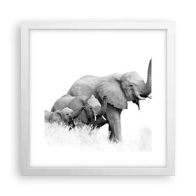 Produktbild von Gerahmtes Poster - Weißer Rahmen - Elefanten Familie Schwarz und Weiß - 30x30 cm - Wand Bild - Wanddeko - Wandbilder - Kunstposter - Wandposter - Bilderrahmen - Bilder - Kunstdruck - P2WAC30x30-4374