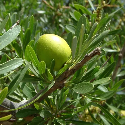 Zdjęcie produktu dla Argan (Argania spinosa) – 3 sztuki