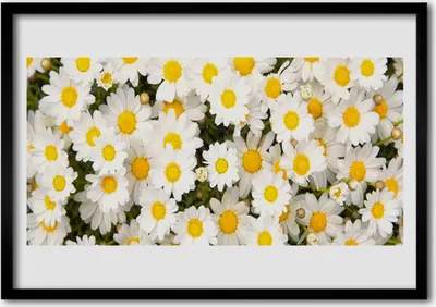 Produktbild von Bild 100x70 MDF-Rahmen Wandkunst Gänseblümchen Blumen