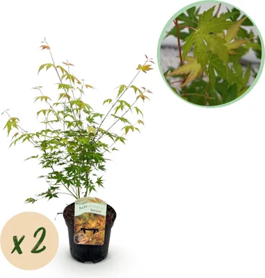 Produktbild von Japanischer Ahorn Acer palmatum Katsura 2 Pflanzen ca.70cm Zierbaum