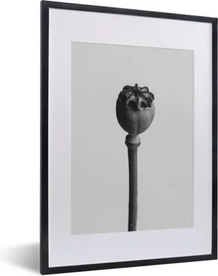 Produktbild von MuchoWow® MuchoWow® Gerahmtes Poster Pflanze in Schwarz und Weiß 30x40 cm - Poster mit zchwarzem Bilderrahmen - Wandposter Schlafzimmer