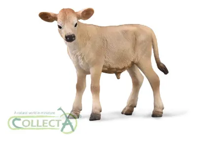 Immagine prodotto di Bovini di razza Jersey - vitello