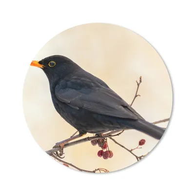 Produktbild von MuchoWow® Mauspad Mousepad Amsel - Vogel - Zweige - Beere - Rot 40x40 cm - Mousepads - Maus Mat - Pad - Mausunterlage - Schreibtisch Accessoires