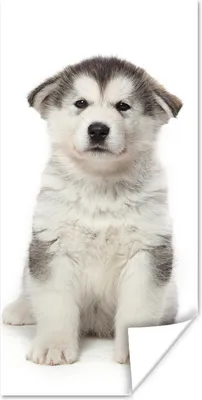 Produktbild von MuchoWow® Poster Husky-Welpe auf weißem Hintergrund 40x80 cm - Dekoration