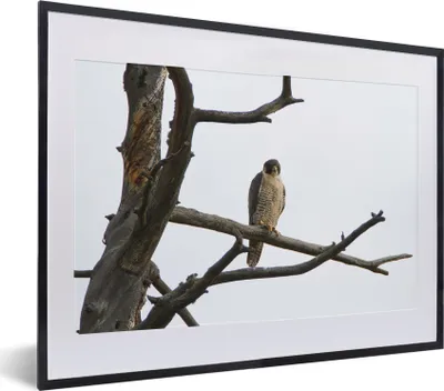 Produktbild von MuchoWow® MuchoWow® Gerahmtes Poster Wanderfalke - Baum - Äste 40x30 cm - Poster mit zchwarzem Bilderrahmen - Bilderrahmen - Poster im Rahmen
