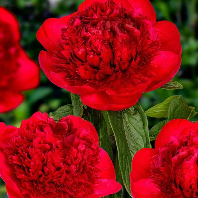 Produktbild von Pfingstrosen Pflanzen Red Charm - 1 Wurzel - Päonien Hybride - Winterhart und mehrjährige Staude - Großwurzelige Pflanzen aus Holland für Garten und Topf (kein Samen, Zwiebeln, nicht künstlich)