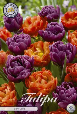 Artikelbild 2 von 'Tulpe Bravoure (10 Stück)' aus der Kategorie Tulpenzwiebeln