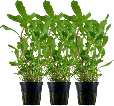 Produktbild von Aquarium Pflanze 3 Stück Ammannia crassicaulis AquaOne Nr.033B Wasserpflanzen