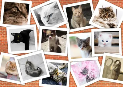 Immagine prodotto di Grafika Puzzle Gatti - Collage di animali 2000 pezzi