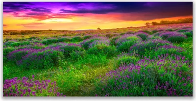 Produktbild von Glasbilder 140x70 Wandbild Druck auf Glas Wiese Natur