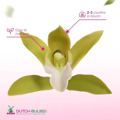 Zdjęcie produktu dla Storczyki – prawdziwe rośliny. Cymbidium, kolor pomarańczowy – 1 sztuka. Rośliny pokojowe z Holandii, wysokość 60-70 cm. Z kwiatami i aromatyczne (nie są to sztuczne storczyki, nie są to nasiona, nie są mrozoodporne)