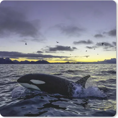 Produktbild von MuchoWow® Mauspad Mousepad Orca bei Sonnenaufgang 30x30 cm - Mousepads - Maus Mat - Pad - Mausunterlage - Gaming
