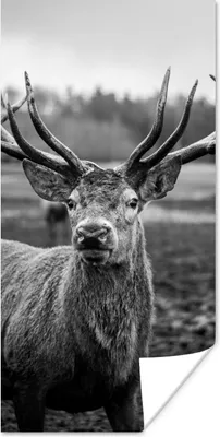 Produktbild von MuchoWow® Poster Tiere - Hirsch - Geweih - Schwarz und weiß - Natur 60x120 cm - Wandschmuck