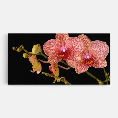 Produktbild von ARTHUB® Leinwandbild 50x100 cm, Pink Orchids On Black | Wohnzimmerdekoration, Hängende Bilder, Wanddekoration, Heimdekoration, Blumen, Orchideen