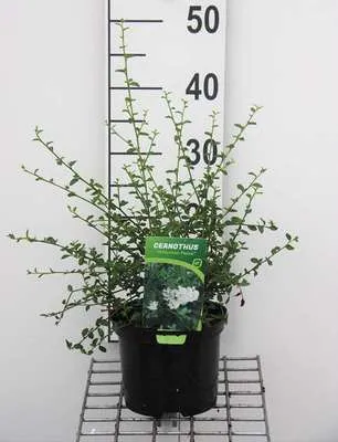Obrázok produktu pre Ceanothus thyrs. 'Millerton Point' - Säckelblume Millerton Point 25- 30 cm Kontajner