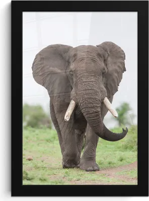 Produktbild von MuchoWow® MuchoWow® Gerahmtes Poster Elefant - Tiere - Gras - Natur 20x30 cm - Poster mit zchwarzem Bilderrahmen - Drucken - Bilder Poster im Rahmen
