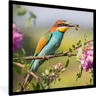 Produktbild von MuchoWow® Gerahmtes Poster Vogel - Bienenfresser - Blumen 40x40 cm - Poster mit Schwarzem Bilderrahmen Wandposter Rahmen Foto Bilder - Mit Rahmen - Wanddekoration Schlafzimmer