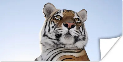 Produktbild von MuchoWow® Poster Tiger - Himmel - Kopf 120x60 cm - Bild