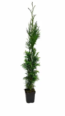 Produktbild von Thuja Smaragd 60–80 cm im P9 Topf | Lebensbaum Smaragd | Immergrüne Heckenpflanze | Thuja occidentalis | Sichtschutz