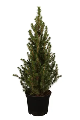 Produktbild von Picea glauca 'Conica', Zuckerhutfichte, kompakt, 40–50 cm