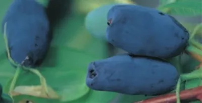 Produktbild von Lonicera kamtschatica kamtschatica - Sibirische Blaubeere - Heckenkirsche