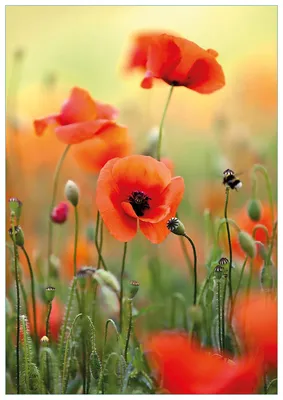 Produktbild von Wallario Premium Glasbild, freischwebende Optik, kräftige Farben, Größe 100 x 70 cm Motiv Mohnblumenblüten