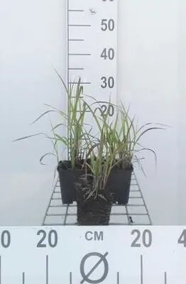 Produktbild von 6 x Miscanthus sin. 'Purpurascens' - Chinaschilf - Topf 9 x 9 cm
