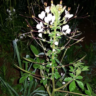 Immagine prodotto di Cleome (Cleome gynandra)  - 20 semi