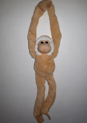 Produktbild von Plüschtier Gibbon, Affe, 54 cm, hellbraun, Hängeaffe Affen Hängeaffen Kuscheltiere Stofftiere Magnet
