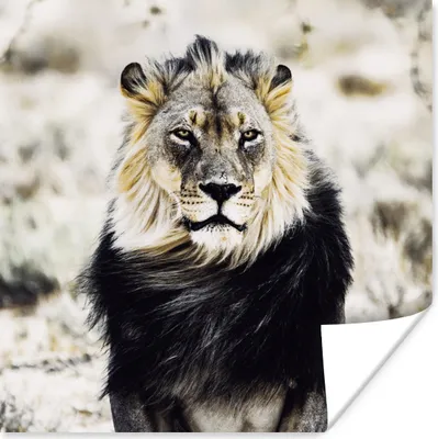 Produktbild von MuchoWow® Poster Wilde Tiere - Löwe - Schwarz 75x75 cm - Wand Dekoration