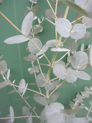 Produktbild von Eucalyptus gunnii Azura - Eukalyptus Azura - 40 - 60 cm