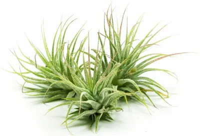 Obrázek produktu pro Gardners Tillandsia ionantha green, mini