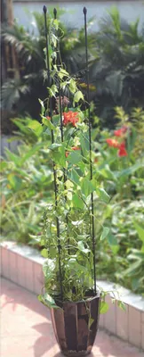 Produktbild von 6x 12er Set Rankhilfe 150cm Garten Pflanzenstütze Pflanzstäbe