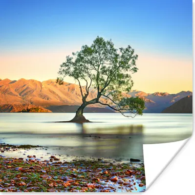Produktbild von MuchoWow® Poster Neuseeland - Baum - See 50x50 cm - Wohnzimmerdekoration