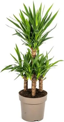 Image de Yucca Elephantipes (palmiers nains géants) - Plante d'intérieur Ø30cm, hauteur