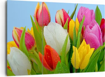 Produktbild von Bild auf Leinwand - Leinwandbild - Tulpen Blumenstrauß Blumen Tau - 165x110cm - Wand Bild - Wanddeko - Leinwanddruck - Bilder - Kunstdruck - Leinwand bilder - Wandkunst - CE165x110-2526