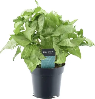 Produktbild von Purpurtute Syngonium White Butterfly Feel Green Ø14cm 35cm Zimmerpflanze