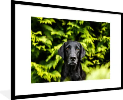 Produktbild von MuchoWow® Gerahmtes Poster Ein schwarzer Labrador Retriever inmitten der grünen Blätter 90x60 cm - Poster mit Schwarzem Bilderrahmen Wandposter Rahmen Foto Bilder - Wanddekoration - Fotos