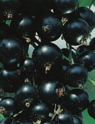 Produktbild von Ribes nigrum Silvergieters  - schwarze Johannisbeere Silvergieters