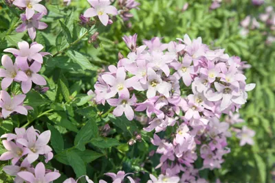 Produktbild von Campanula lactiflora 'Loddon Anne', Glockenblume, zartrosa, ca. 9x9 cm Topf