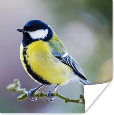 Produktbild von MuchoWow® Poster Kohlmeise - Vogel - Zweig 75x75 cm - Wand Dekoration